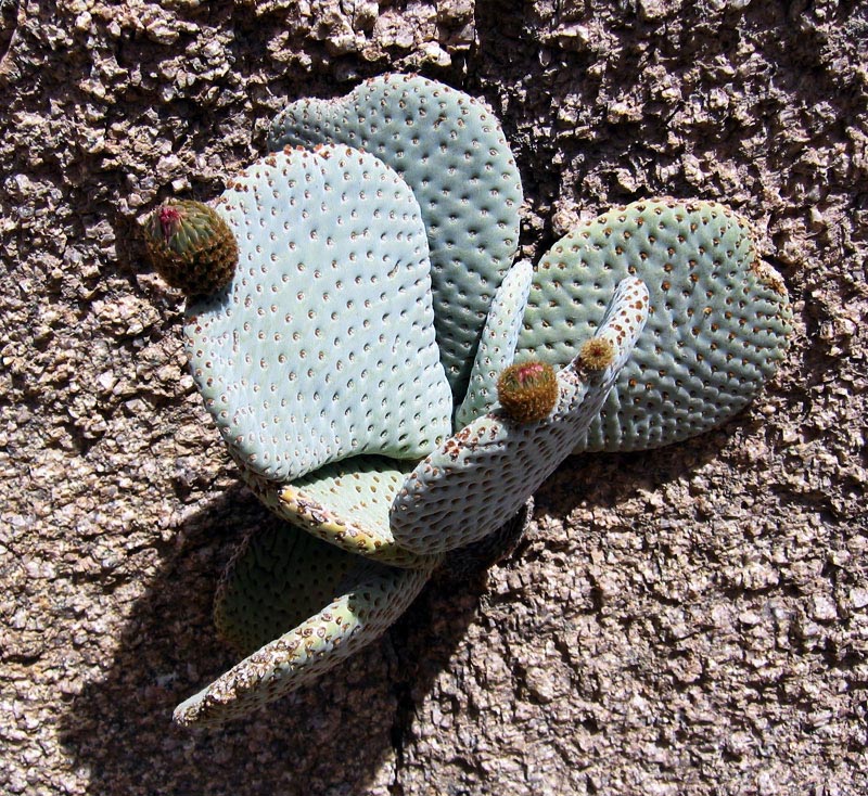 jt-cactus